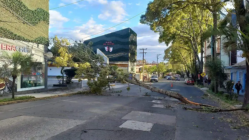 Cae árbol en Ignacio de la Llave